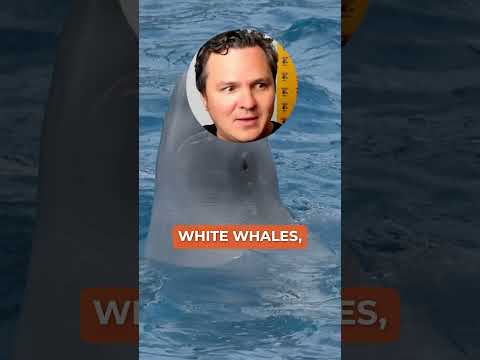 Why Bitcoin Whales Capitulating Is Actually Bullish Why Bitcoin Whales Capitulating Is Actually Bullish